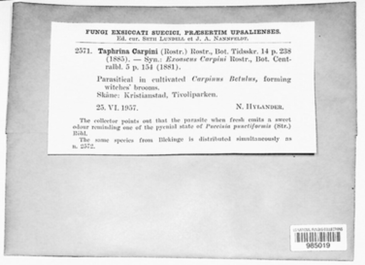 Taphrina carpini image
